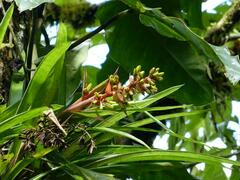 Guzmania donnell-smithii