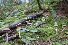 Psathyrella longistriata