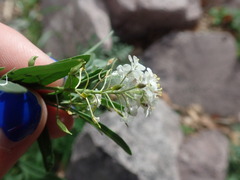 Lepidium montanum