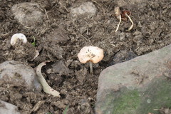 Bolbitius coprophilus