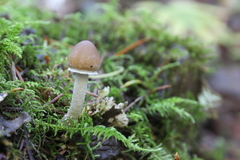 Psathyrella longistriata