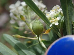 Lepidium montanum