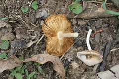 Bolbitius coprophilus