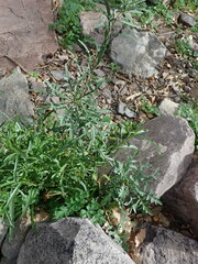 Lepidium montanum