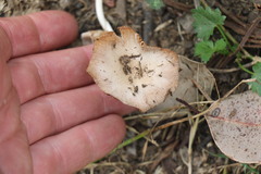 Bolbitius coprophilus