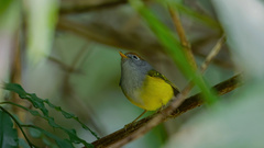 Phylloscopus castaniceps