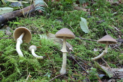 Psathyrella longistriata