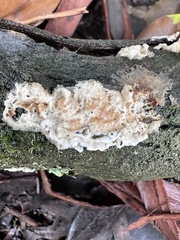 Byssomerulius corium