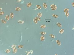 Psathyrella longistriata