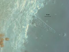 Psathyrella longistriata