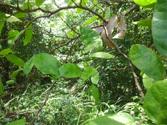 Ficus coronata