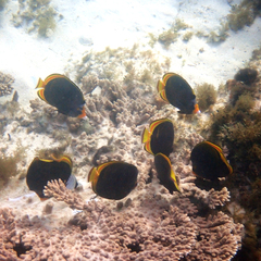 Chaetodon flavirostris