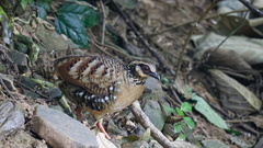 Arborophila brunneopectus