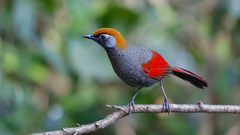 Trochalopteron milnei