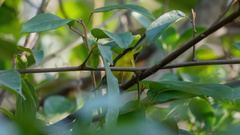 Phyllergates cucullatus