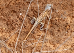 Chalarodon madagascariensis