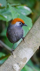 Trochalopteron milnei