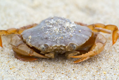 Polybius henslowii