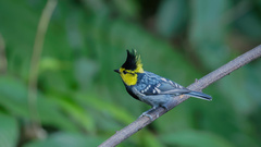 Machlolophus spilonotus