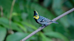 Machlolophus spilonotus