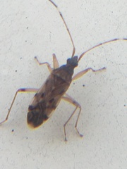 Ozophora picturata