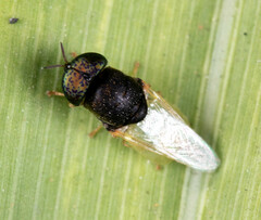 Oplodontha rubrithorax