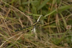 Austrogomphus ochraceus