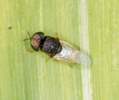 Oplodontha rubrithorax
