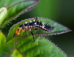 Cheilomenes sexmaculata