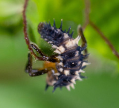 Cheilomenes sexmaculata