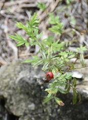 Rosa foliolosa