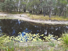 Nymphoides indica