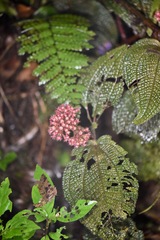 Miconia reflexa