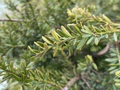 Podocarpus lawrencei
