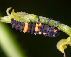Coccinella transversalis