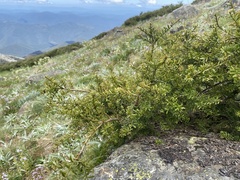 Podocarpus lawrencei