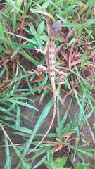 Sitana ponticeriana