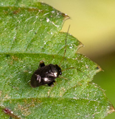 Halticini