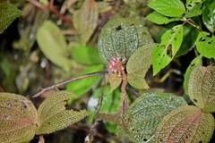 Miconia reflexa