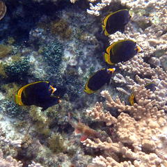 Chaetodon flavirostris