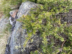Podocarpus lawrencei