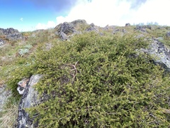 Podocarpus lawrencei