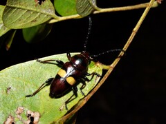 Lissonotus flavocinctus