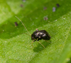 Halticini