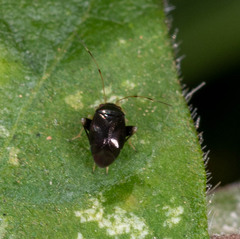 Halticini