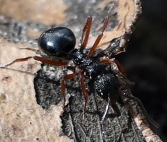 Dolichoderus