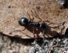 Dolichoderus