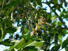 Guzmania
