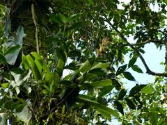Guzmania