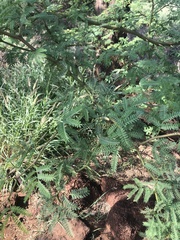 Prosopis pallida